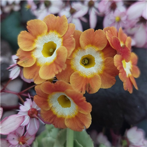 Primula Auricula 'Nicholas Van Zantern'